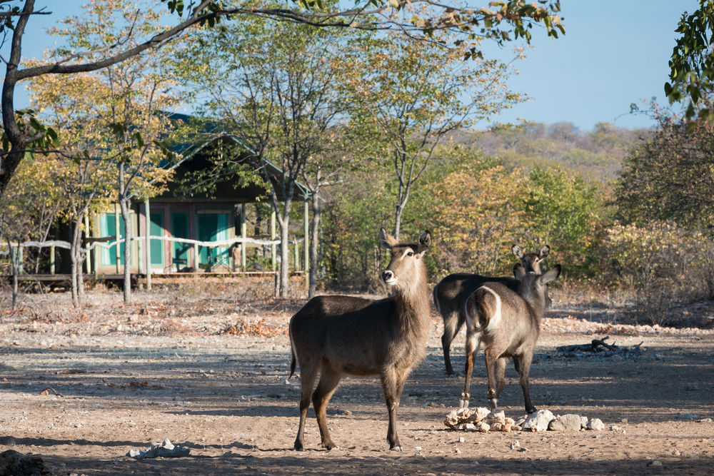 Ongava Tented Camp - All-Inclusive Окаукуехо Екстериор снимка